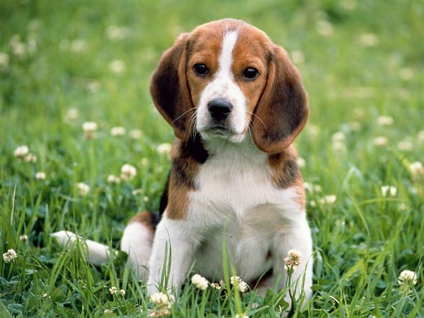 İTÜ köpeklerini daha yakından tanımaya ne dersiniz?